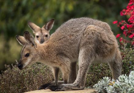 where can I Feed and see Kangaroos, Blue Mountains tour with Kangaroos, featherdale wildlife park, best blue mountains tour, small group blue mountains tour, luxury blue mountains tour, Ultimate Blue Mountains Private Day Tour