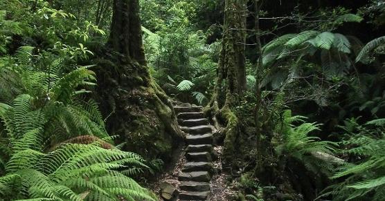 Fully inclusive Blue Mountains Tour, Blue Mountains Private Tour from Sydney including Scenic world entry, best small group and private tours to blue mountains, blue mountains tours for seniors, ultimate Blue Mountains Private Day Tour